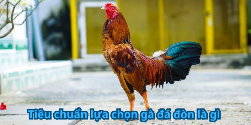 Tiêu chuẩn lựa chọn gà đá đòn là gì